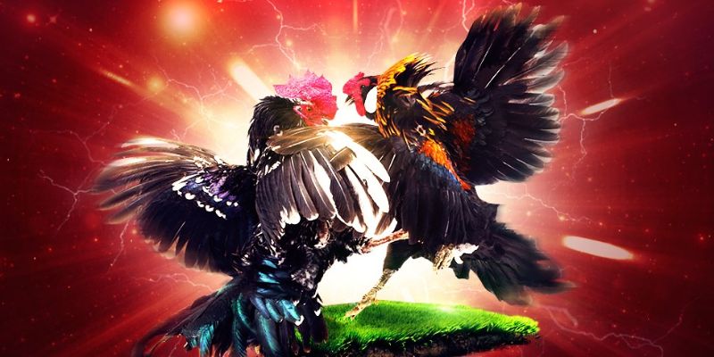 Tổng quan và giới thiệu về đá gà TIC88