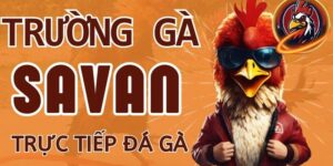 Đá gà savan