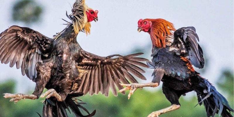 Các trận đá gà đỉnh cao