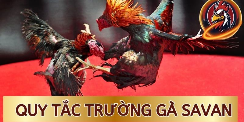 Những quy tắc trong trường gà