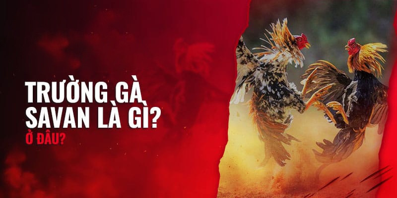 Tìm hiểu qua sân chơi đá gà savan